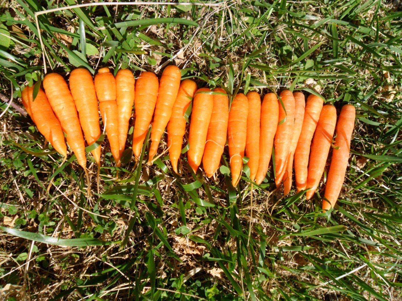 Inizio raccolta della Carota Novella Siciliana: qualità, sostenibilità e apertura della stagione commerciale 2026, stimati 5.200 tonnellate.