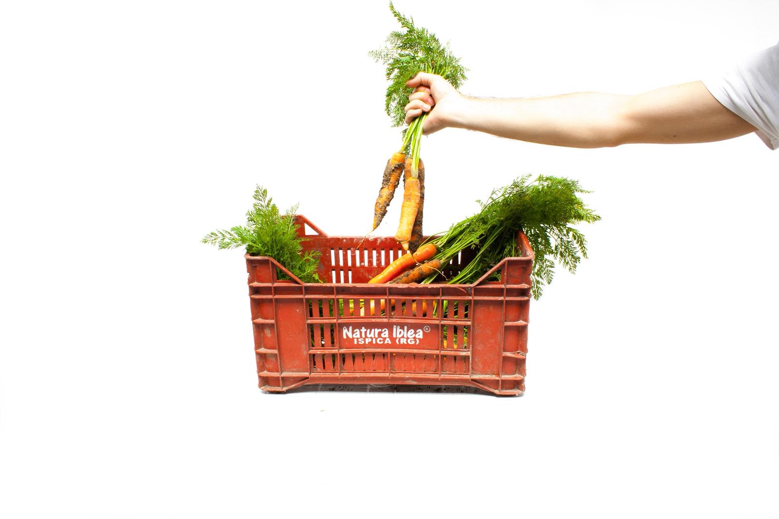 RACCOLTA DELLA CAROTA NOVELLA SICILIANA 2026