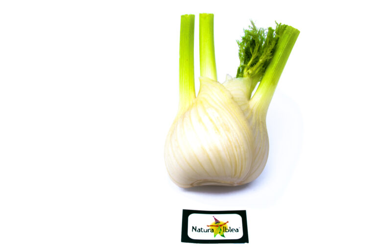 Finocchio